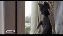 Hayatında ilk kez kar gören kedi şaşkına döndü