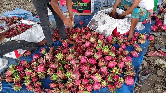 Amazing Modern Dragon Fruit Processing Factory, How To Harvest Fruit Selling & Packaging Process
