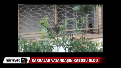 İstanbul'da karga kabusu!
