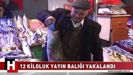 12 KİLOLUK YAYIN BALIĞI YAKALANDI