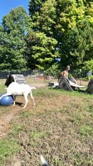 Jacob the LaMancha Goat Playing with Big Blue Ball