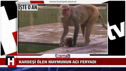 KARDEŞİ ÖLEN MAYMUN BÖYLE FERYAT ETTİ