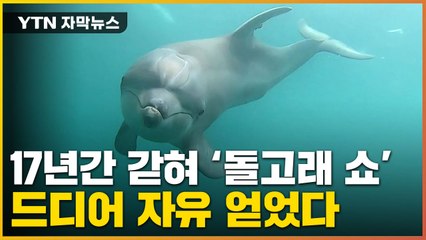 [자막뉴스] 17년간 수족관에 갇혔던 '비봉이'...드디어 바다로 방류 / YTN