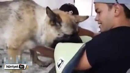 Ötenazi istenilen köpeğin sahibine son bakışı