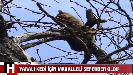 YARALI KEDİ İÇİN HERKES SEFERBER OLDU