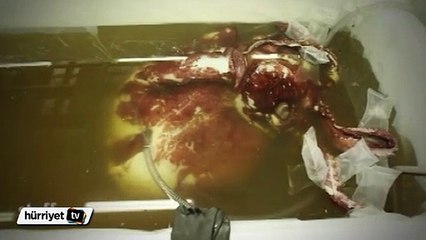 Bilim adamları dev mürekkep balığının sırrını çözmeye çalışıyor