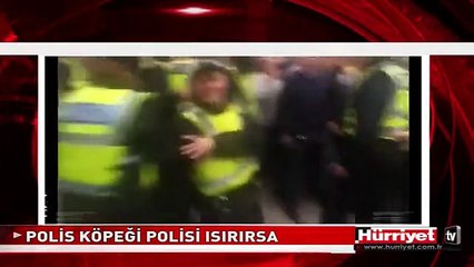 POLİS KÖPEĞİ POLİSİ İŞTE BÖYLE ISIRDI