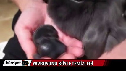 Yavrusunu böyle temizledi