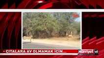 İMPALA TURİST ARACININ İÇİNE BÖYLE SIĞINDI