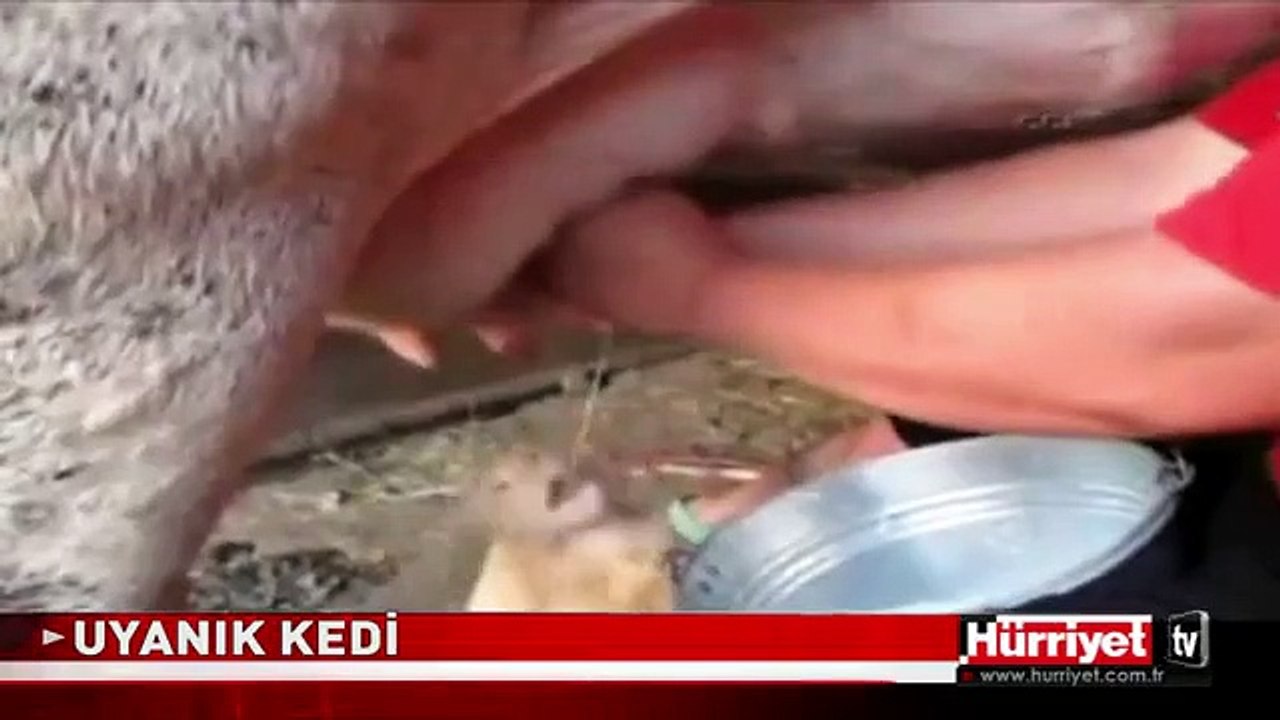 İNTERNETTE TIK REKORU KIRIYOR