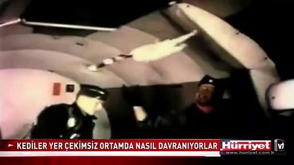 KEDİLER YER ÇEKİMSİZ ORTAMDA NASIL DAVRANIYORLAR
