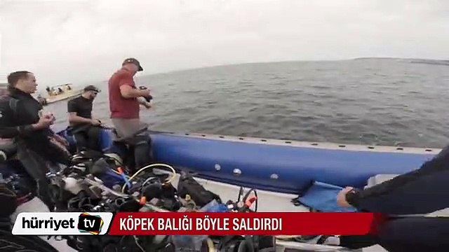 Bilim insanlarının olduğu bota köpek balığı saldırdı