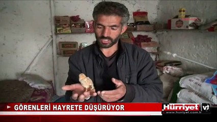 MİDYAT'TA DÖRT AYAKLI CİVCİV