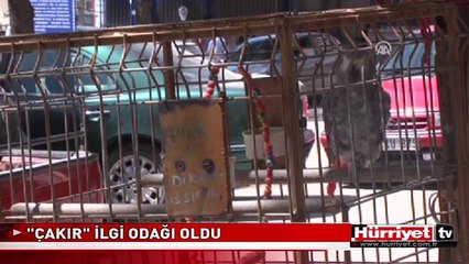KEDİ SESİ ÇIKARAN PAPAĞAN