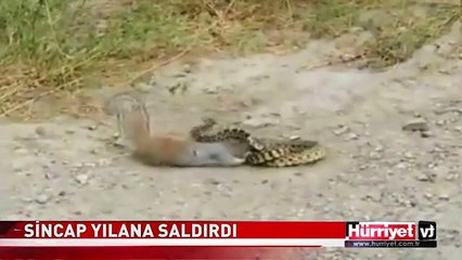 SON DARBEYİ BÖYLE VURDU! SİNCAP İLE YILANIN ÖLÜM OYUNU