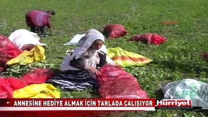 ANNESİNE HEDİYE ALMAK İÇİN TARLADA ÇALIŞIYOR