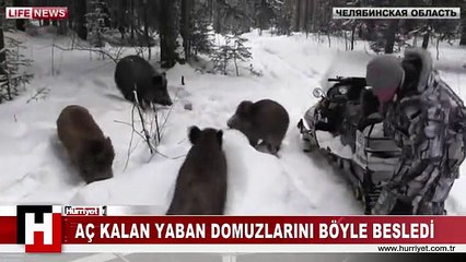 AÇ KALAN YABAN DOMUZLARINI ELLERİYLE BESLEDİ
