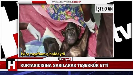 İNSANLAR BUNU SEYRETMELİ! ŞEMPANZE VE BAKICISININ DUYGULANDIRAN VEDASI