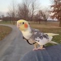 Cockatiel Is Singing In His Joy