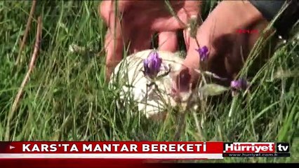 KARS'TA MANTAR BEREKETİ