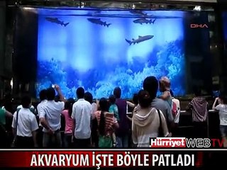 KÖPEK BALIKLARININ BULUNDUĞU AKVARYUM BÖYLE PATLADI