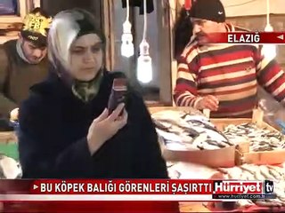 İKİ METRELİK KÖPEK BALIĞINI GÖRENLER ŞAŞIRDI