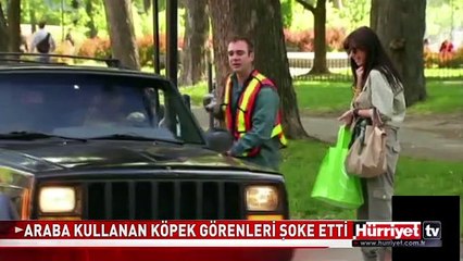 BU KÖPEK HERKESİ ŞAŞIRTTI