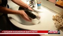 BU TAVŞANI GÖRENLER ŞAŞKINA DÖNDÜ