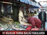 97 KİLOLUK TURNA BALIĞI YAKALANDI