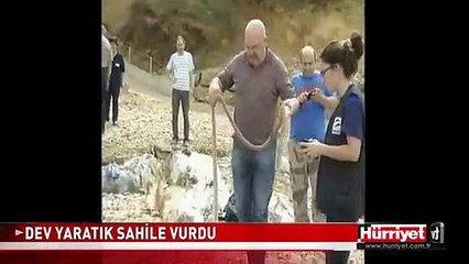DEV YARATIK SAHİLE VURDU