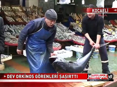 DEV ORKİNOS GÖRENLERİ ŞAŞIRTTI