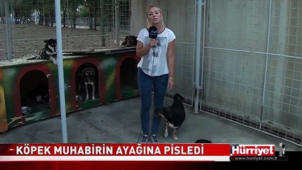 KADIN MUHABİR NE YAPACAĞINI ŞAŞIRDI