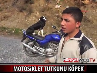 MOTOSİKLET TUTKUNU KÖPEK