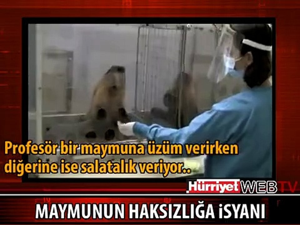 MAYMUNUN HAKSIZLIĞA İSYANI