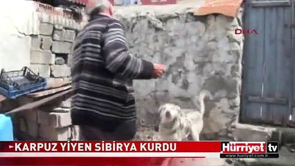 KARPUZ YİYEN SİBİRYA KURDU ŞAŞIRTTI