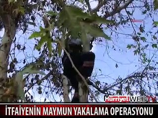 ANTALYA'DA KAÇAN MAYMUN 7 SAAT BOYUNCA HERKESİ UĞRAŞTIRDI