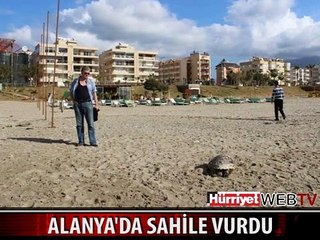 SAHİLDEKİLER UZUN SÜRE SEYRETTİ