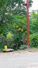 Indian love stories girl friend ke chakkar me khambhe par chad gaya ashiq