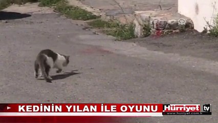 KEDİNİN YILANLA OYUNU