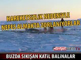 KATİL BALİNALAR İLK KEZ BÖYLE GÖRÜNTÜLENDİ