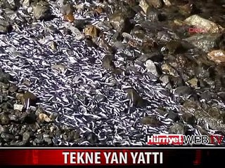 TEKNE YAN YATTI, YAKLAŞIK 15 TON HAMSİ KARAYA VURDU
