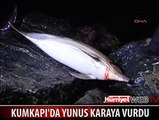 KUMKAPI SAHİLİNDE KIYIYA VURMUŞ YUNUS BULUNDU