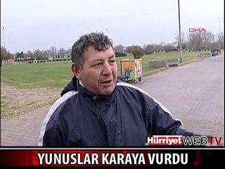 İSTANBUL'DA İKİ YUNUS KARAYA VURDU