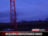 KUŞLARIN GÖKYÜZÜNDEKİ MUHTEŞEM DANSI
