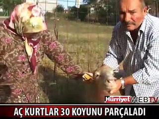 KÖYE İNEN AÇ KURTLAR 30 KOYUNU PARÇALADI