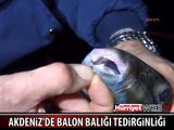 BALON BALIKLARI BALIKÇILARIN KORKULU RÜYASI OLDU