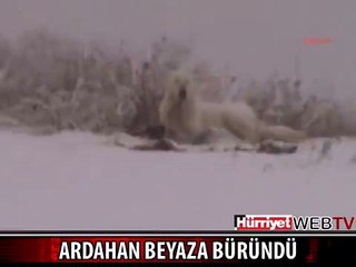 ARDAHAN BEYAZA BÜRÜNDÜ