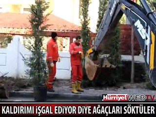 BAKIRKÖY'DE "KALDIRIMI İŞGAL EDİYOR" DİYE AĞAÇLARI SÖKTÜLER