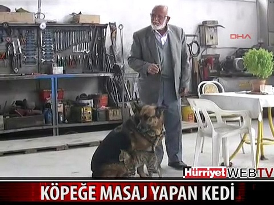 KEDİ KÖPEĞE BÖYLE MASAJ YAPTI