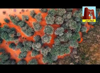 موريتانيا.. واحة شار ولاية آدرار الموريتانيا